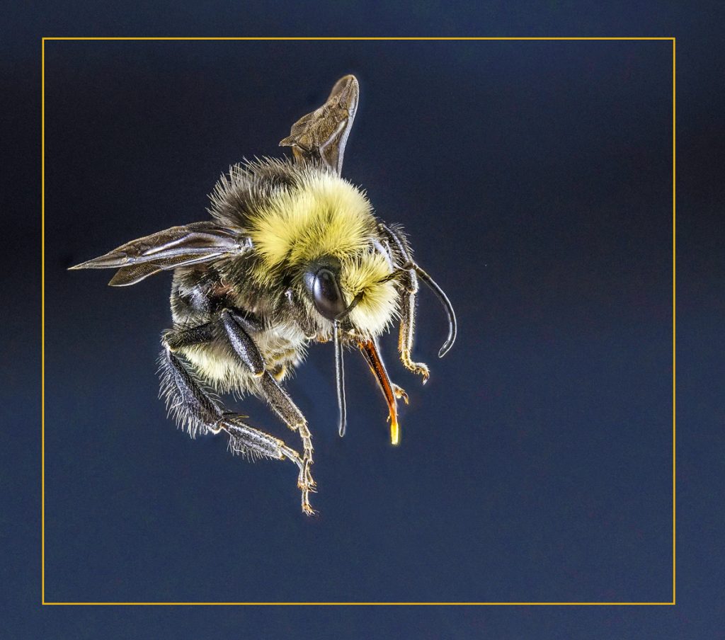 In Flight - Neal Thompson